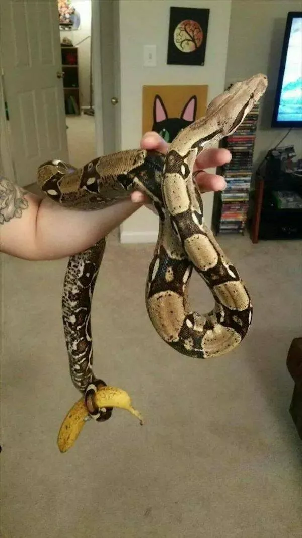 Ces animaux hilarants qui egayeront votre journee - #9 