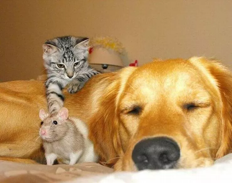 Picdump 938 - #13 