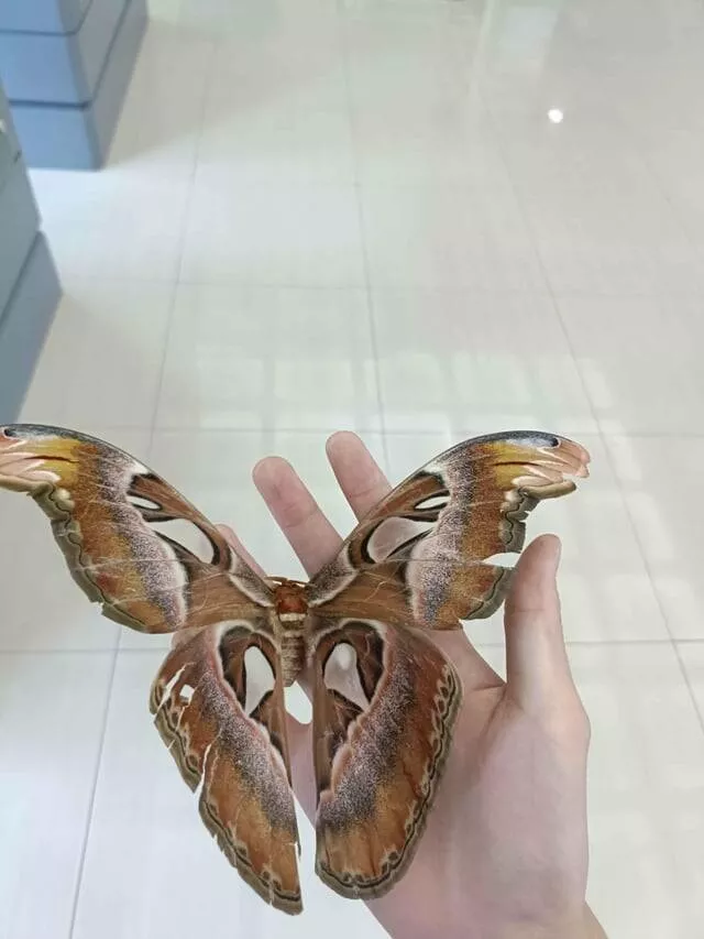 Intriguing photos that will instantly capture your attention - #16 Found An Atlas Moth At School Today