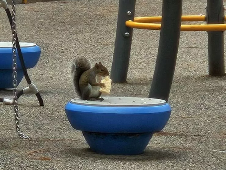 Intriguing photos that will instantly capture your attention - #32 Saw A Squirrel Munching On A Rice Krispie Treat At The Park