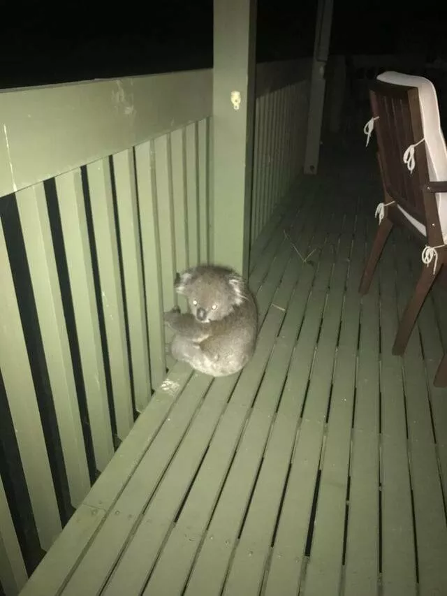 Intriguing photos that will instantly capture your attention - #38 A Koala Decided To Pay A Visit By Climbing Onto My Balcony