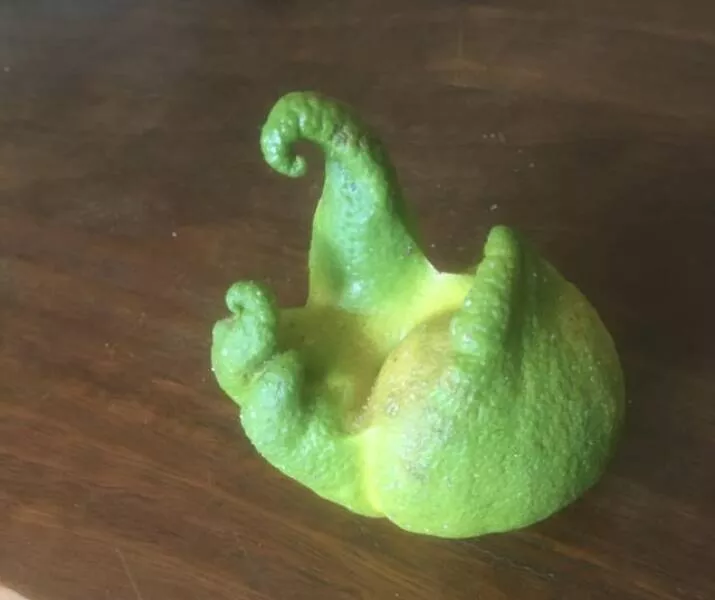Intriguing photos that will instantly capture your attention - #39 A Lemon Growing On My Tree Looks A Little Odd