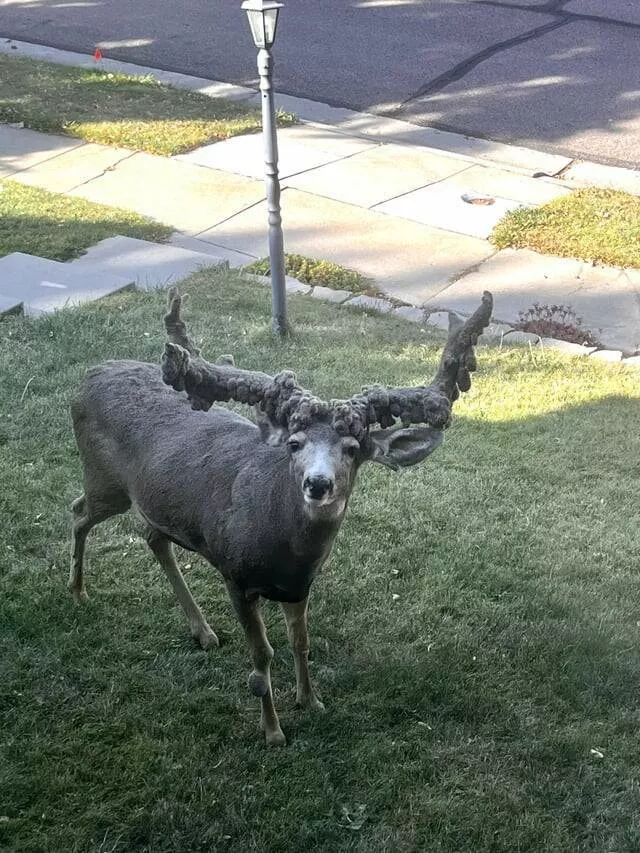 Intriguing photos that will instantly capture your attention - #4 This Deer With A Bizarre Deformity Showed Up In My Brother’s Yard