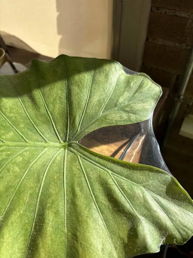 Intriguing photos that will instantly capture your attention - #40 A Spider Has Been Spinning Elaborate Webs On One Of My Plants