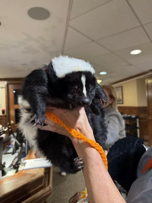 Intriguing photos that will instantly capture your attention - #5 My Grandpa's Retirement Home Has A Support Skunk That Visits