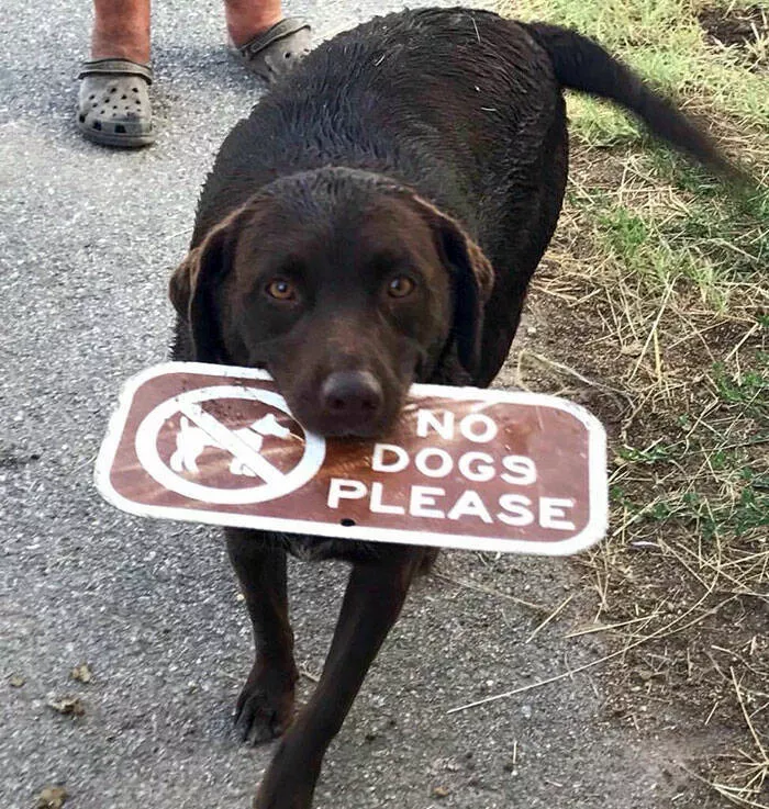 Irony at its peak - #3 
