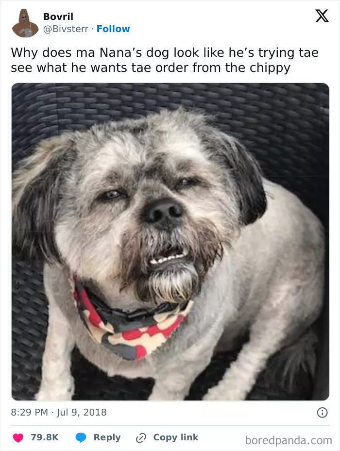 Scottish humor at its finest - #15 