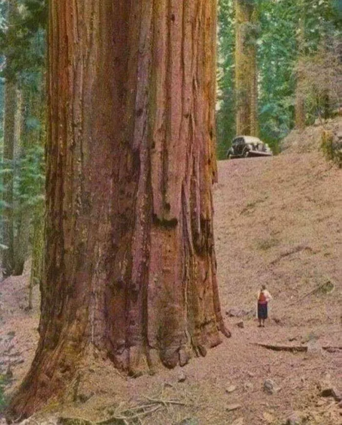 Captivating photos and untold stories from history - #8 A Woman From The 1950s Stands Beside A Towering Redwood Tree Captivating photos and untold stories from history - #8 A Woman From The 1950s Stands Beside A Towering Redwood Tree