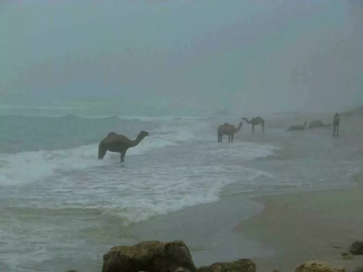 Everyday scenes that look straight out of a renaissance masterpiece - #19 