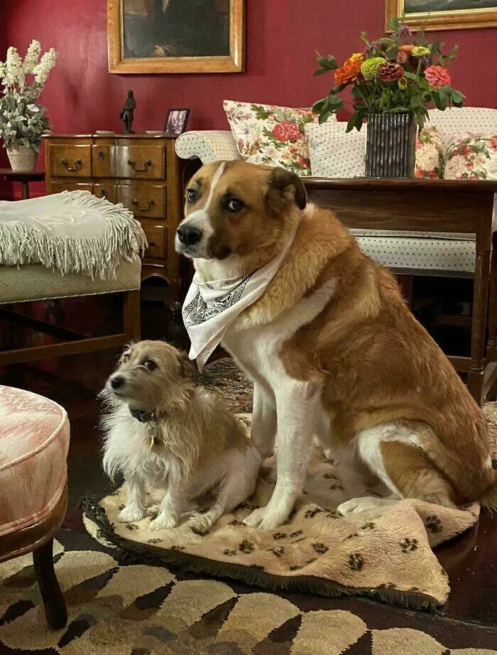Everyday scenes that look straight out of a renaissance masterpiece - #23 