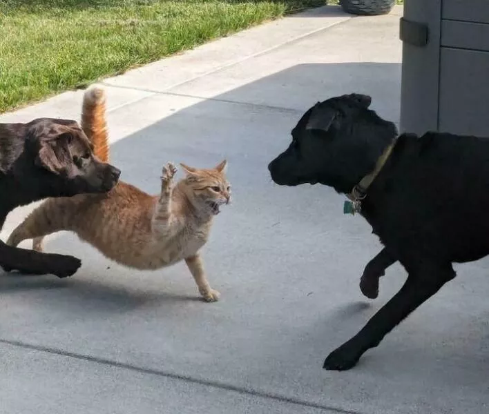 Everyday scenes that look straight out of a renaissance masterpiece - #40 