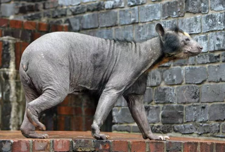 Photos rares eblouissantes qui monttrent la nature comme jamais vue - #1 Voici à quoi ressemble un ours sans poils :