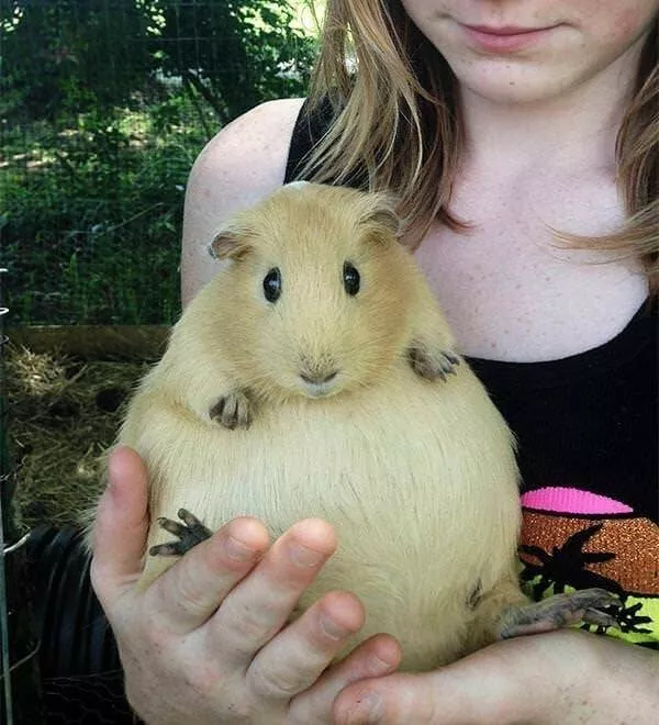 Breathtaking rare photos that show nature like never before - #11 Friends, this is what a guinea pig looks like while expecting: