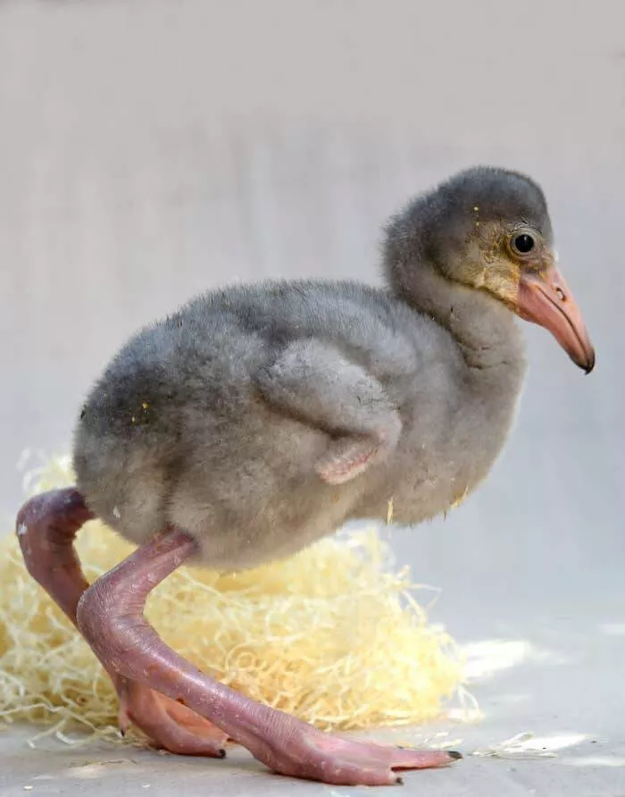 Breathtaking rare photos that show nature like never before - #12 This little guy is a baby flamingo: