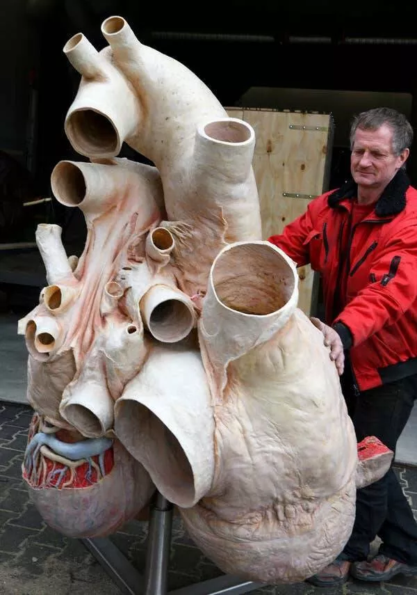 Breathtaking rare photos that show nature like never before - #13 This is how massive a blue whale's heart is when compared to a human: