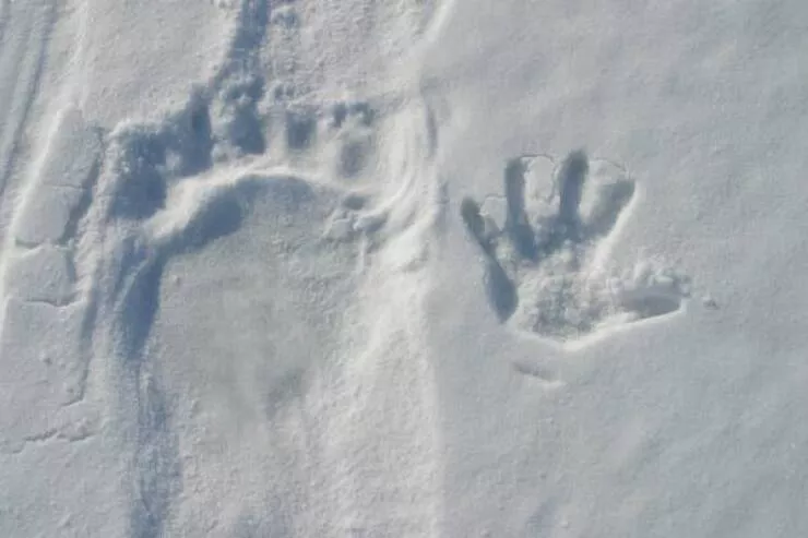 Photos rares eblouissantes qui monttrent la nature comme jamais vue - #14 Voici l'empreinte d'un ours polaire à côté d'une main humaine :