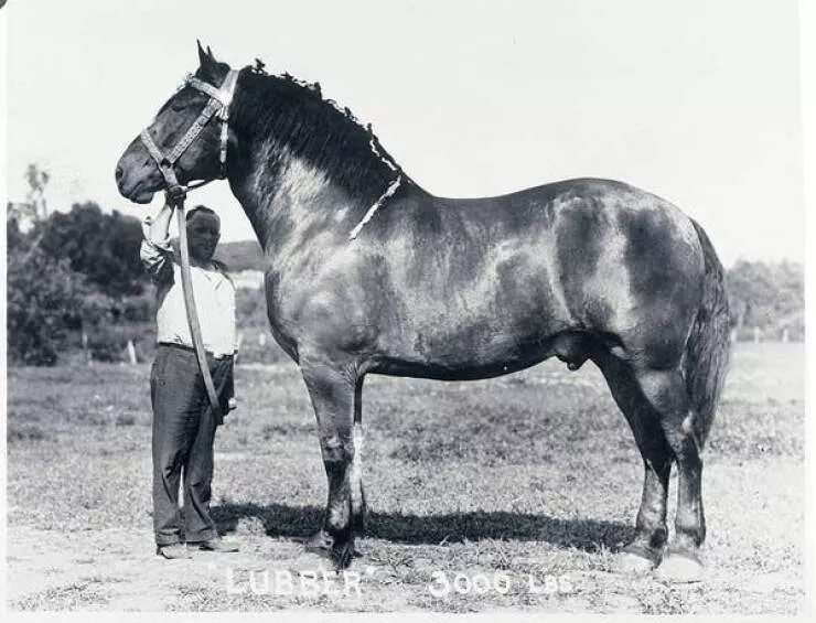 Photos rares eblouissantes qui monttrent la nature comme jamais vue - #16 Cette créature de 1 360 kilos est Lubber, le plus grand cheval de 1930 :