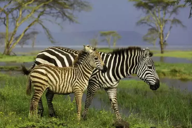 Photos rares eblouissantes qui monttrent la nature comme jamais vue - #17 Les zèbres nouveau-nés ont d'abord des rayures brunes qui deviennent ensuite noires :