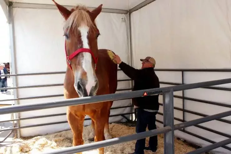 Breathtaking rare photos that show nature like never before - #18 Meet Big Jake, the tallest horse in the world: