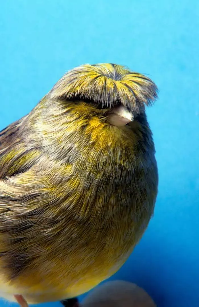 Breathtaking rare photos that show nature like never before - #19 There’s a bird that resembles having a bowl haircut. Allow me to introduce the crested canary: