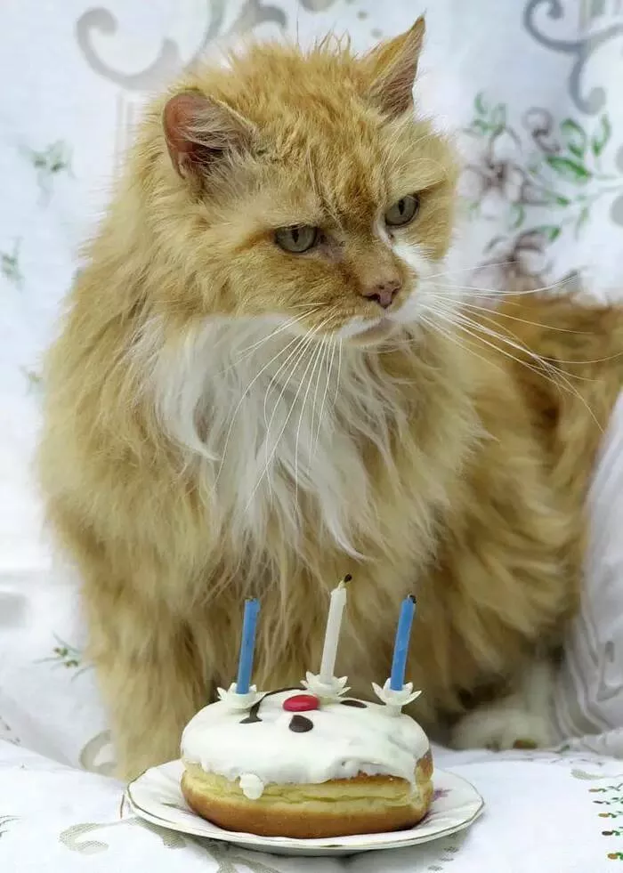 Photos rares eblouissantes qui monttrent la nature comme jamais vue - #20 Voici à quoi ressemble un chat de 30 ans :
