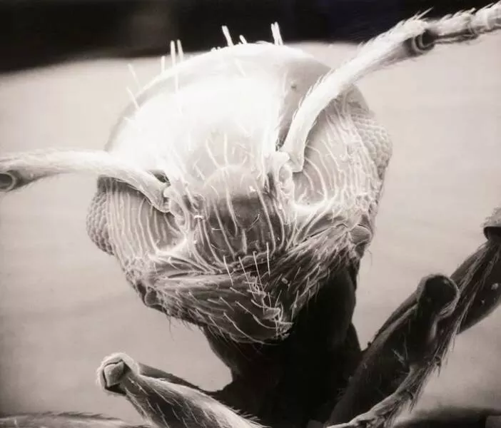 Breathtaking rare photos that show nature like never before - #22 This is what an ant's head appears like when viewed extremely closely: Breathtaking rare photos that show nature like never before - #22 This is what an ant's head appears like when viewed extremely closely: