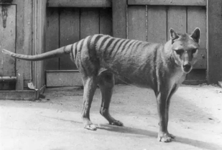 Photos rares eblouissantes qui monttrent la nature comme jamais vue - #24 Voici une photo de l'un des derniers tigres de Tasmanie, un animal disparu en 1936 : Photos rares eblouissantes qui monttrent la nature comme jamais vue - #24 Voici une photo de l'un des derniers tigres de Tasmanie, un animal disparu en 1936 :