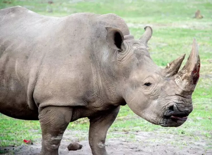 Photos rares eblouissantes qui monttrent la nature comme jamais vue - #25 Et voici l'un des deux derniers rhinocéros blancs du Nord encore vivants sur Terre : Photos rares eblouissantes qui monttrent la nature comme jamais vue - #25 Et voici l'un des deux derniers rhinocéros blancs du Nord encore vivants sur Terre :