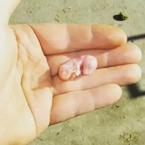Breathtaking rare photos that show nature like never before - #26 This illustrates the size of a newborn kangaroo: Breathtaking rare photos that show nature like never before - #26 This illustrates the size of a newborn kangaroo: