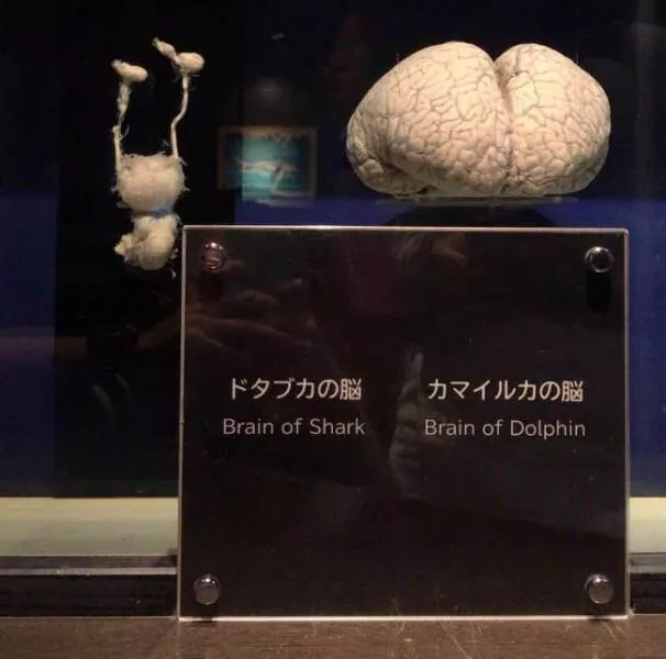 Photos rares eblouissantes qui monttrent la nature comme jamais vue - #27 Voici une comparaison entre le cerveau d'un requin et celui d'un dauphin : Photos rares eblouissantes qui monttrent la nature comme jamais vue - #27 Voici une comparaison entre le cerveau d'un requin et celui d'un dauphin :