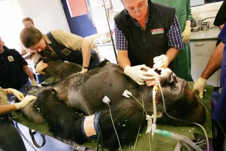 Photos rares eblouissantes qui monttrent la nature comme jamais vue - #28 Cette image montre un gorille chez le dentiste : Photos rares eblouissantes qui monttrent la nature comme jamais vue - #28 Cette image montre un gorille chez le dentiste :
