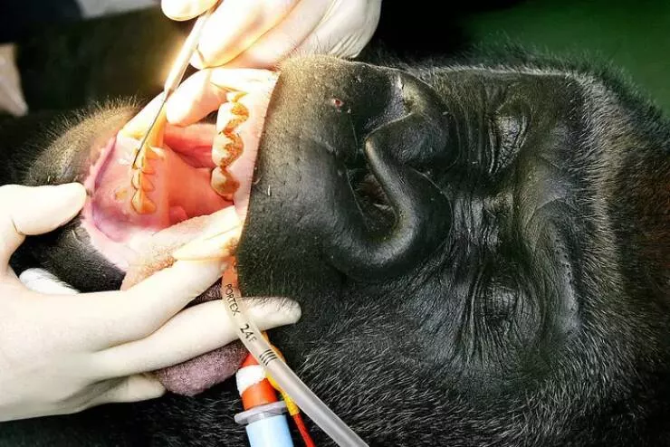 Photos rares eblouissantes qui monttrent la nature comme jamais vue - #29 Les gorilles... ils sont comme nous ! Photos rares eblouissantes qui monttrent la nature comme jamais vue - #29 Les gorilles... ils sont comme nous !