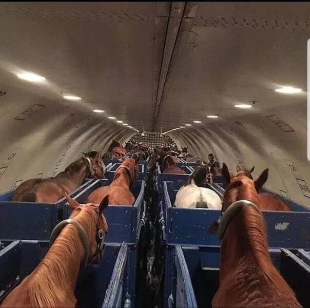 Photos rares eblouissantes qui monttrent la nature comme jamais vue - #3 Voici comment les chevaux voyagent en avion :