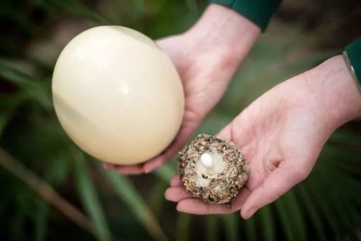 Breathtaking rare photos that show nature like never before - #30 And here is a comparison of a hummingbird egg and an ostrich egg: Breathtaking rare photos that show nature like never before - #30 And here is a comparison of a hummingbird egg and an ostrich egg: