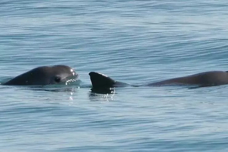 Photos rares eblouissantes qui monttrent la nature comme jamais vue - #31 Ceci est un vaquita, l'une des espèces les plus menacées au monde : Photos rares eblouissantes qui monttrent la nature comme jamais vue - #31 Ceci est un vaquita, l'une des espèces les plus menacées au monde :