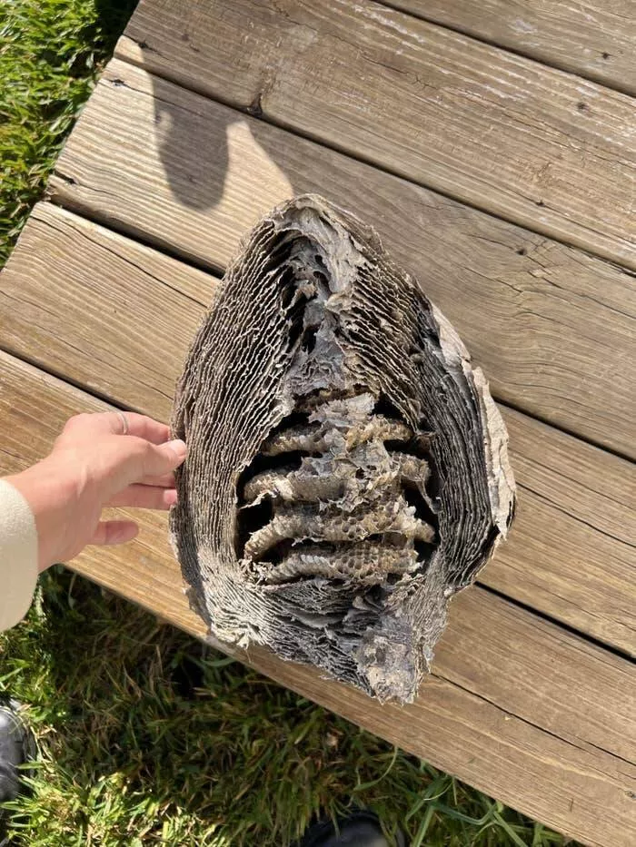 Breathtaking rare photos that show nature like never before - #32 This shows the interior of a wasp nest: Breathtaking rare photos that show nature like never before - #32 This shows the interior of a wasp nest: