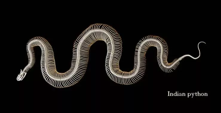 Breathtaking rare photos that show nature like never before - #33 This is what a python's skeleton looks like: Breathtaking rare photos that show nature like never before - #33 This is what a python's skeleton looks like: