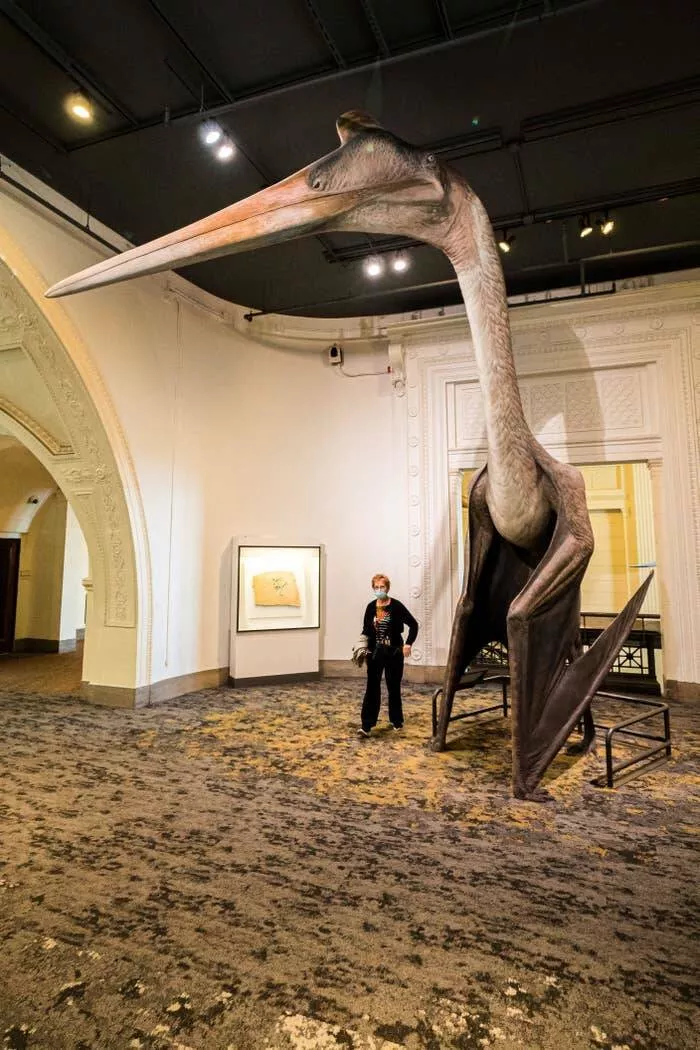 Photos rares eblouissantes qui monttrent la nature comme jamais vue - #34 Voici un Quetzalcoatlus, le plus grand animal volant jamais enregistré, à côté d'un humain : Photos rares eblouissantes qui monttrent la nature comme jamais vue - #34 Voici un Quetzalcoatlus, le plus grand animal volant jamais enregistré, à côté d'un humain :