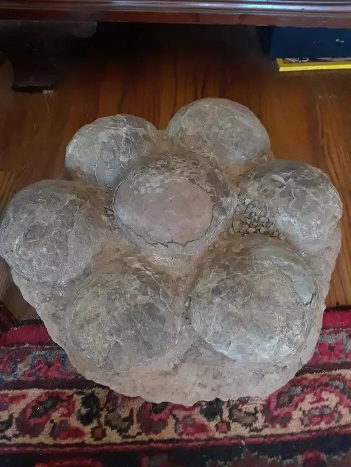 Breathtaking rare photos that show nature like never before - #35 This image depicts several fossilized dinosaur eggs: Breathtaking rare photos that show nature like never before - #35 This image depicts several fossilized dinosaur eggs: