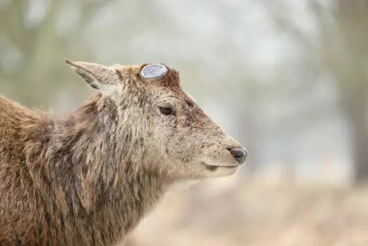 Photos rares eblouissantes qui monttrent la nature comme jamais vue - #36 Les cerfs perdent leurs bois chaque année. Voilà à quoi ressemble un cerf sans bois : Photos rares eblouissantes qui monttrent la nature comme jamais vue - #36 Les cerfs perdent leurs bois chaque année. Voilà à quoi ressemble un cerf sans bois :
