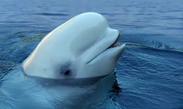 Photos rares eblouissantes qui monttrent la nature comme jamais vue - #37 La tête d'une baleine béluga est principalement constituée de tissu graisseux... Photos rares eblouissantes qui monttrent la nature comme jamais vue - #37 La tête d'une baleine béluga est principalement constituée de tissu graisseux...