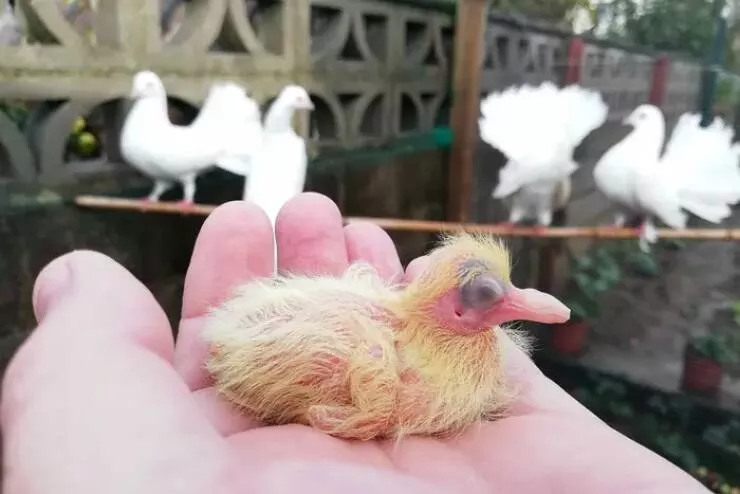 Photos rares eblouissantes qui monttrent la nature comme jamais vue - #38 Voici un bébé pigeon : Photos rares eblouissantes qui monttrent la nature comme jamais vue - #38 Voici un bébé pigeon :