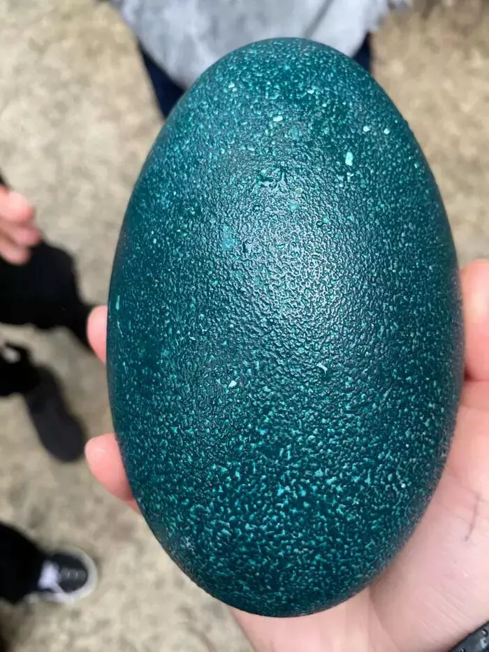 Breathtaking rare photos that show nature like never before - #39 Emu eggs are truly stunning: Breathtaking rare photos that show nature like never before - #39 Emu eggs are truly stunning: