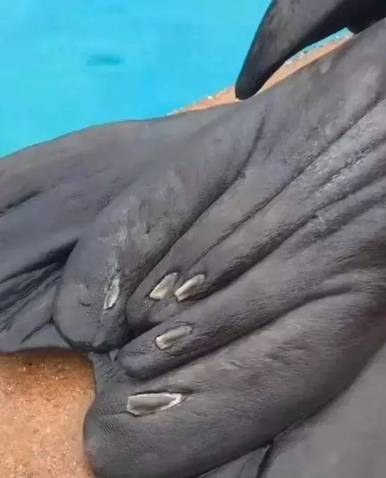 Breathtaking rare photos that show nature like never before - #40 Both seals and sea lions possess nails: Breathtaking rare photos that show nature like never before - #40 Both seals and sea lions possess nails: