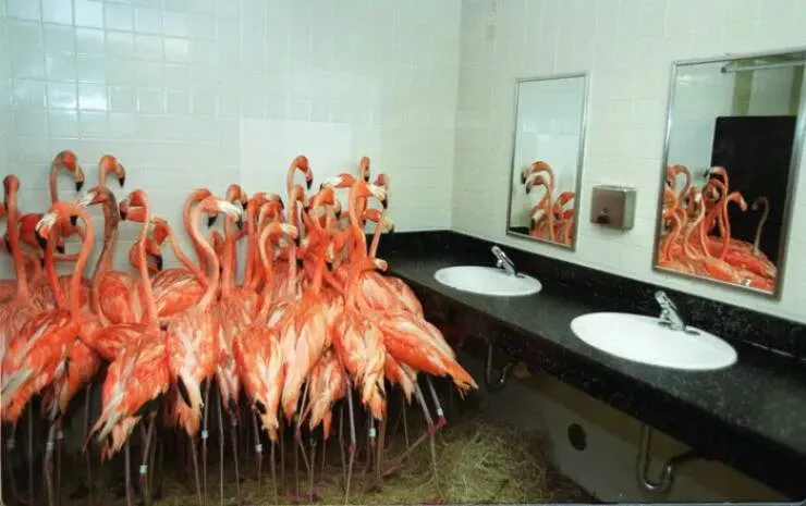 Photos rares eblouissantes qui monttrent la nature comme jamais vue - #41 Lorsque l'ouragan Floyd a frappé la Floride en 1999, des flamants roses du zoo de Miami-Metro se sont réfugiés dans une salle de bains pour se protéger de la tempête :