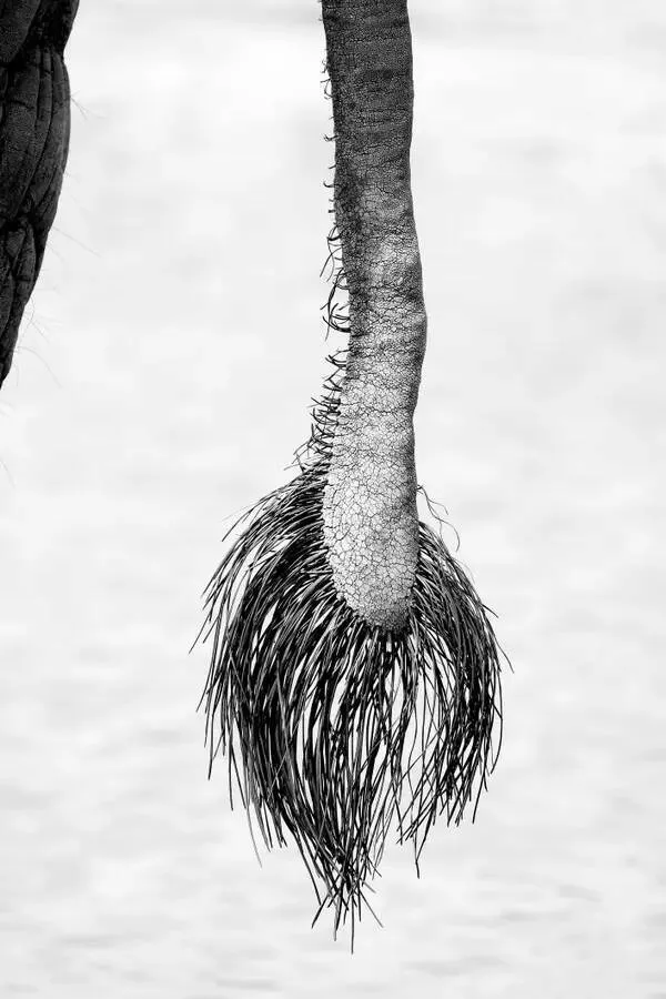 Breathtaking rare photos that show nature like never before - #6 Here’s a close-up of an elephant’s tail:
