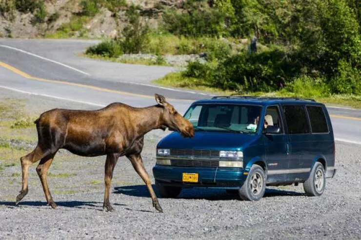 Breathtaking rare photos that show nature like never before - #8 Here’s the size comparison between a moose and a van: