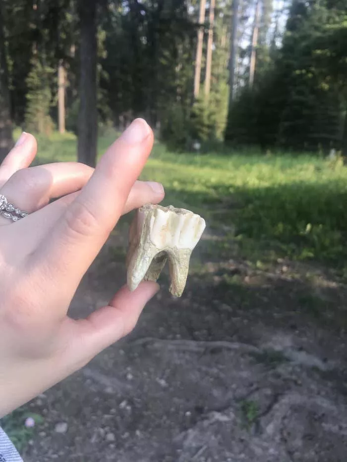 Breathtaking rare photos that show nature like never before - #9 And here’s a close-up of a moose's tooth: