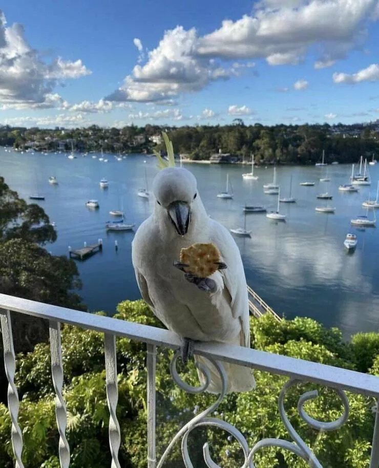 Vues a couper le souffle capturees juste devant leurs fenetres - #2 Sydney, Australie
