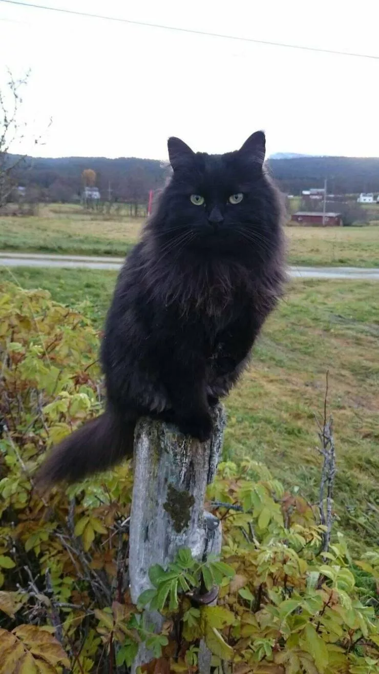 Vues a couper le souffle capturees juste devant leurs fenetres - #6 Admirez La Magnifique Scène De Ma Fenêtre De Cuisine. Mon Chat Akira Apporte Une Touche Spéciale